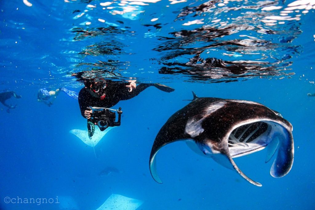 แมนต้าเรย์, กระเบนราหู, ดำน้ำ, มัลดีฟส์