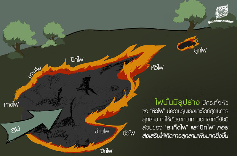 ไฟป่า, รูปร่างของไฟ