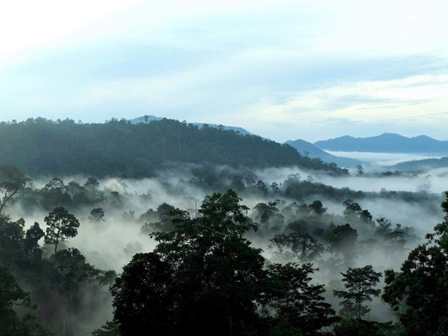 ฮาลา-บาลา, ทะเลหมอก, ยามเช้า, ป่าฝน