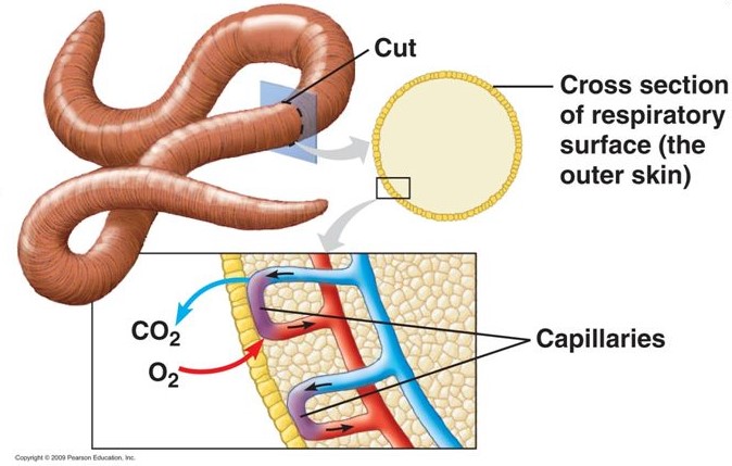 แลกเปลี่ยนก๊าซที่ผิวหนัง, การแลกเปลี่ยนก๊าซ, การหายใจ, แลกเปลี่ยนก๊าซ