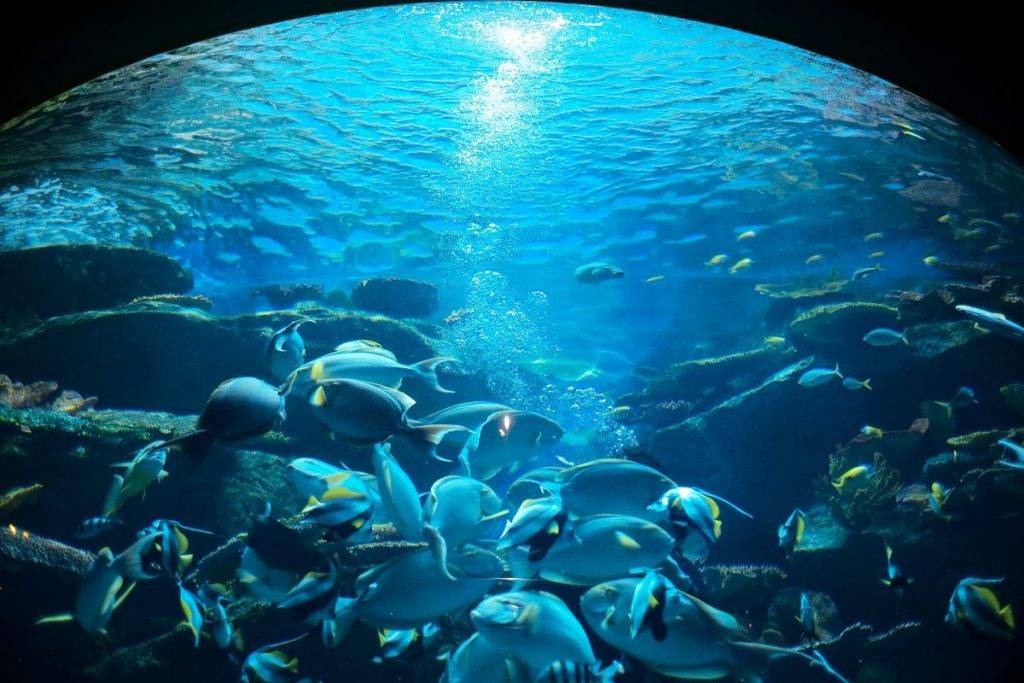 พิพิธภัณฑ์สัตว์น้ำ, อควาเรียม, SEA LIFE,