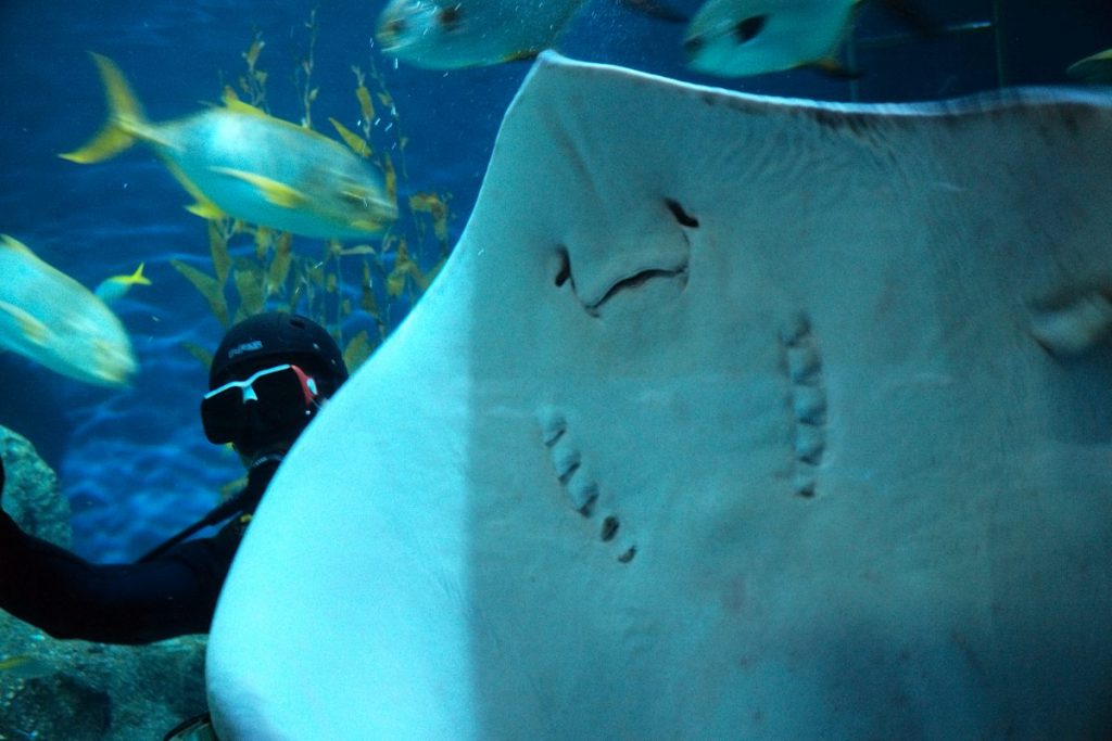 พิพิธภัณฑ์สัตว์น้ำ, อควาเรียม, SEA LIFE,