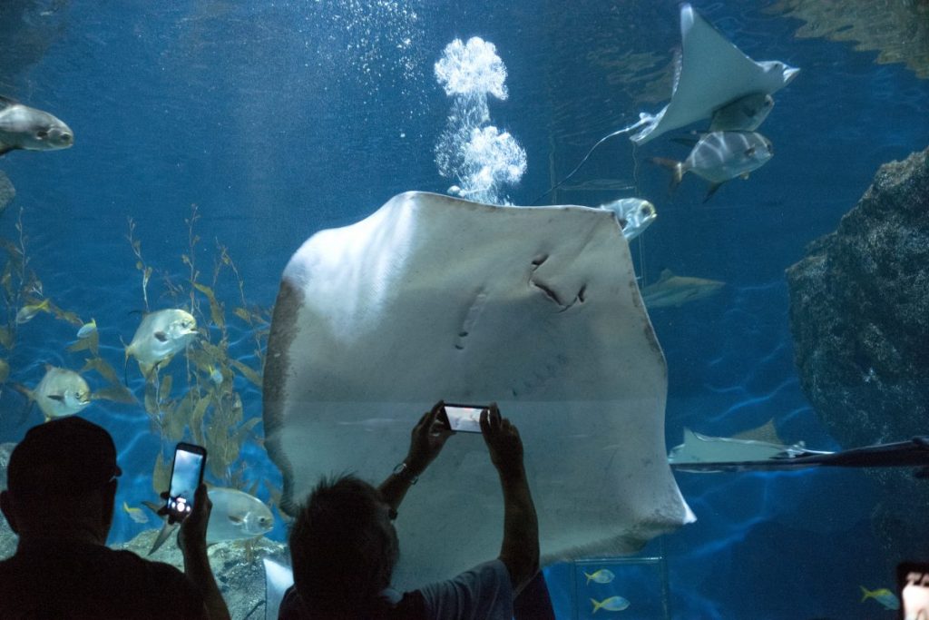 พิพิธภัณฑ์สัตว์น้ำ, อควาเรียม, SEA LIFE,