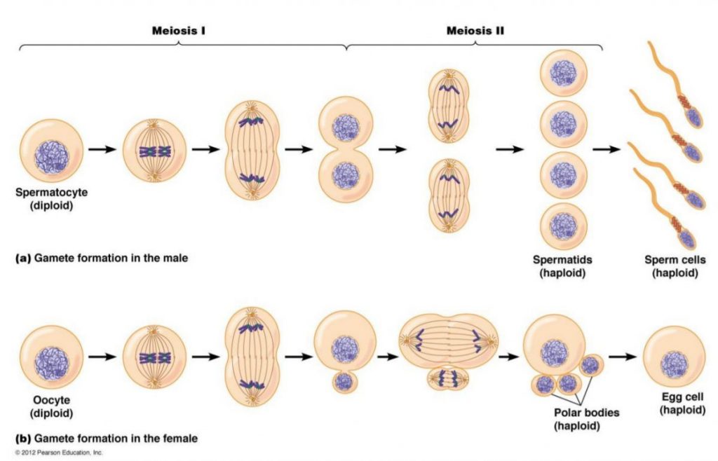 ไมโอซิส, การแบ่งเซลล์, เซลล์สืบพันธุ์