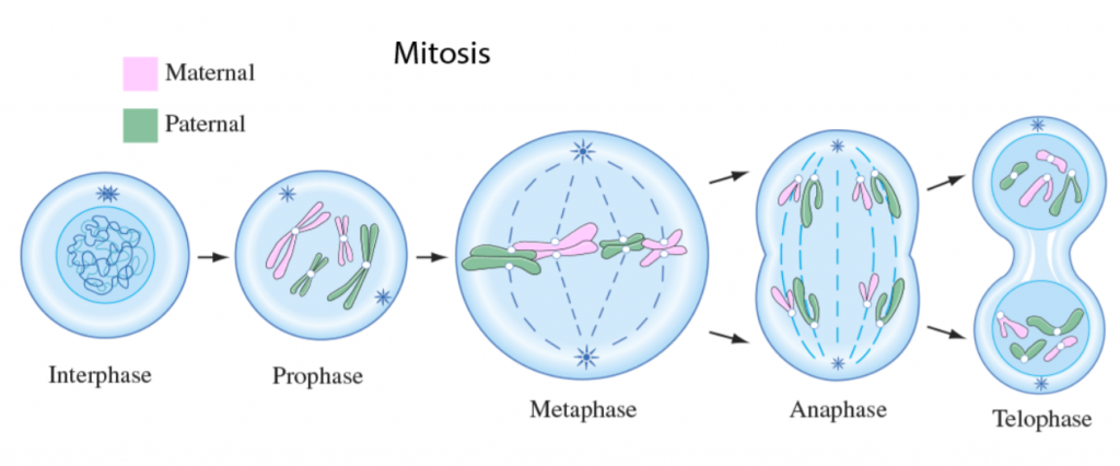 การแบ่งเซลล์, การแบ่งเซลล์แบบไมโทซิส, ไมโทซิส