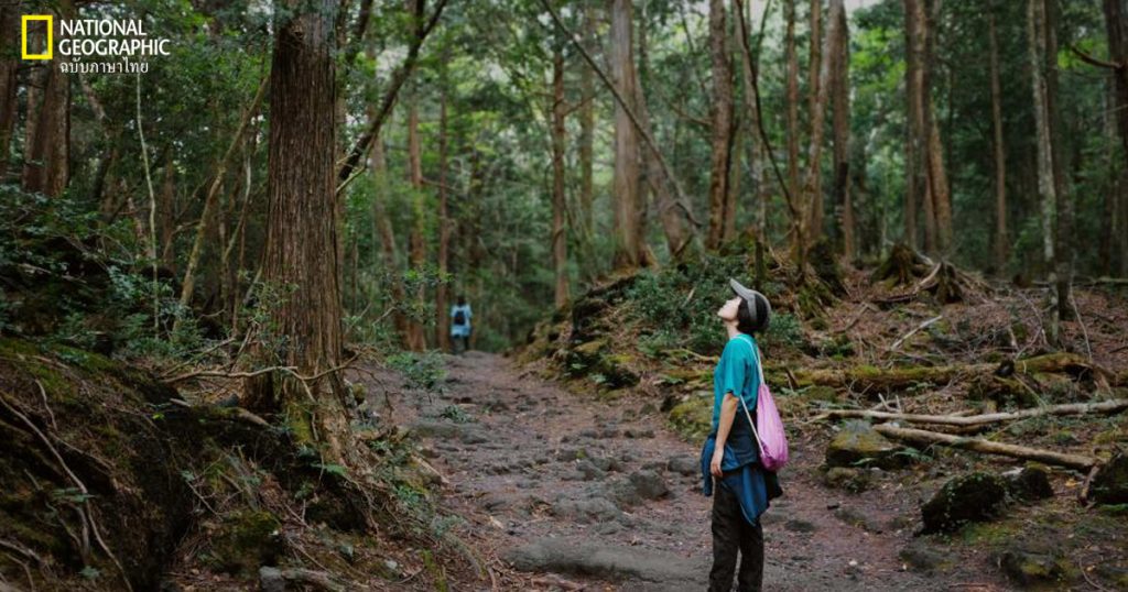 ชินรินโยคุ