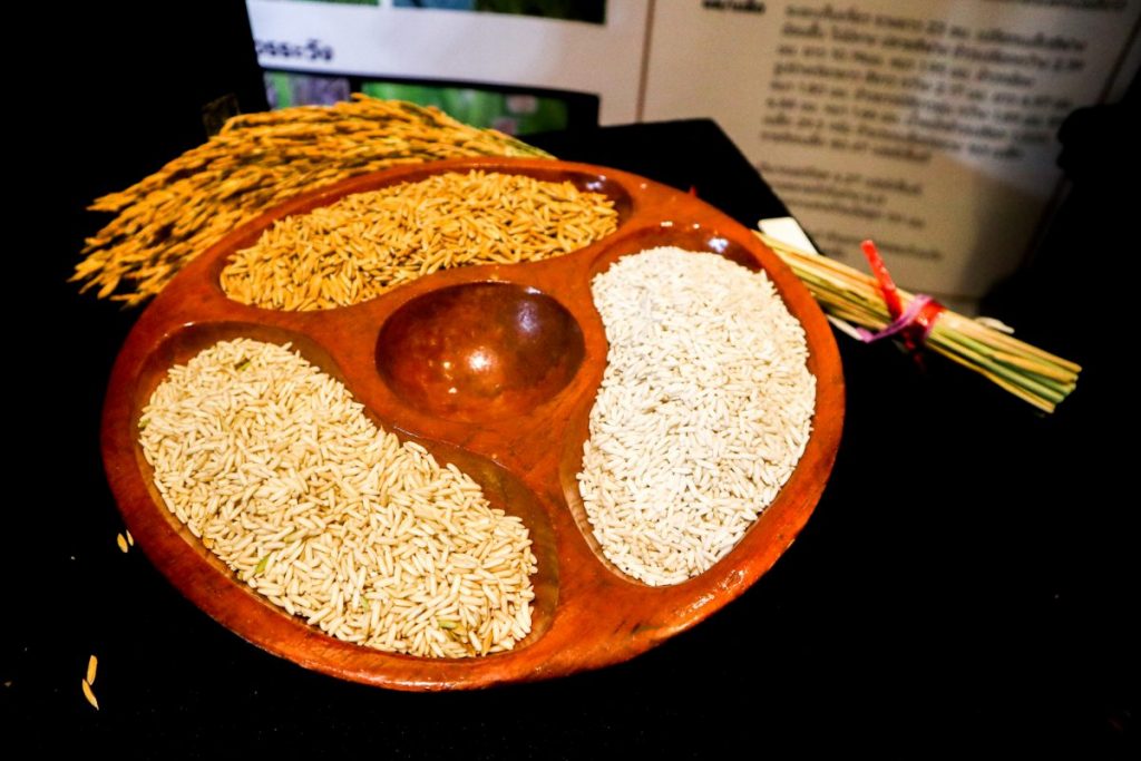 ข้าวเหนียว, หอมนาคา, ข้าวหอมนาคา, ข้าวทนแล้ง, ข้าวสายพันธุ์ใหม่