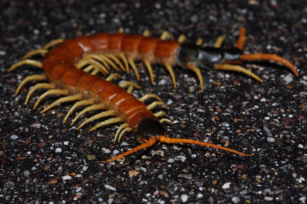 อาร์โทรโพดา, แมลง, การจำแนกสิ่งมีชีวิต, อนุกรมวิธาน, สัตว์ขาข้อ