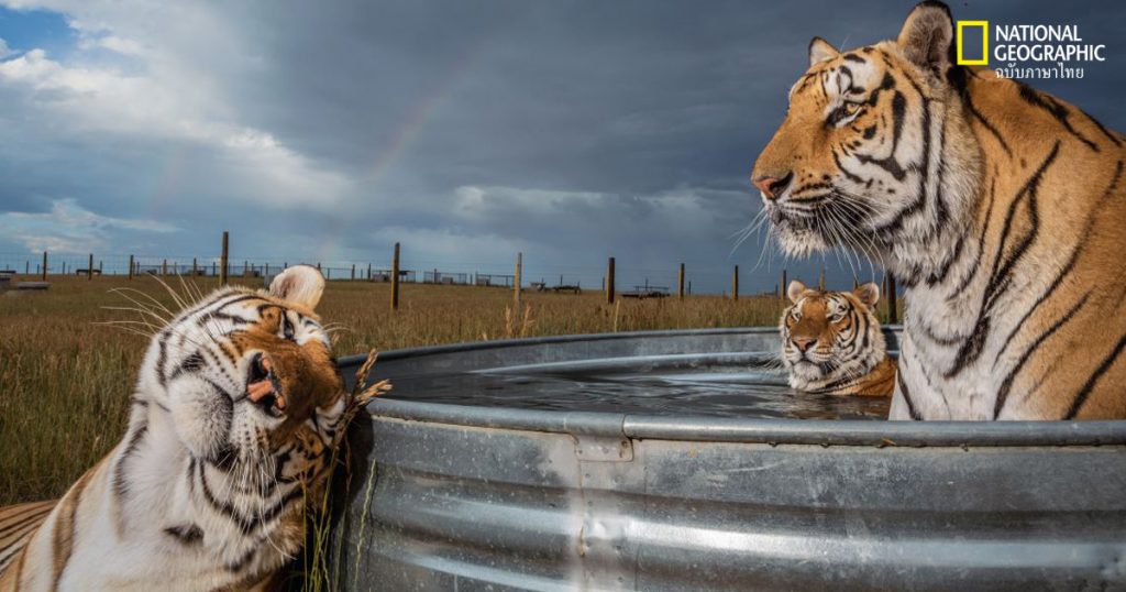 เสือโคร่ง