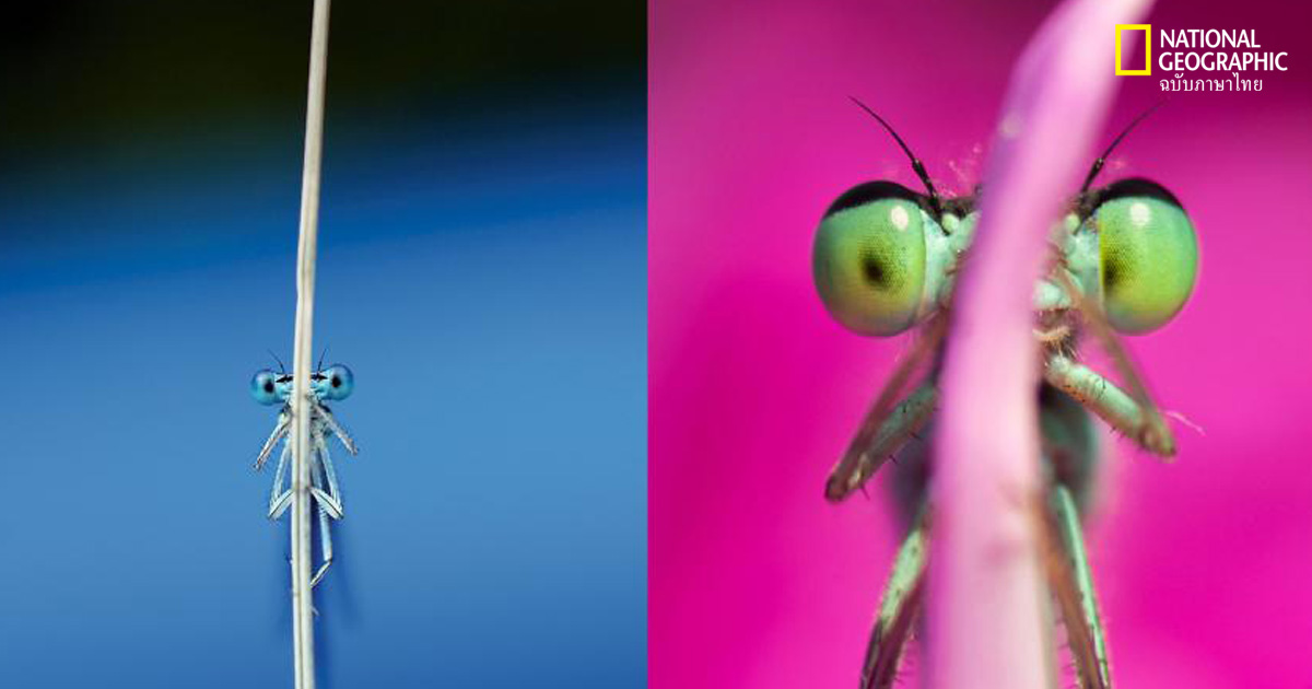 แมลงปอเข็ม : โลกยังสวยงาม แม้ในโมงยามวิกฤติ