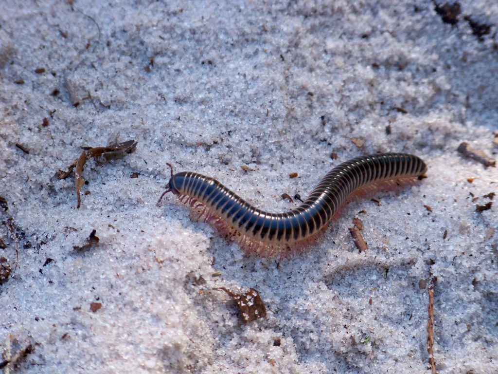 อาร์โทรโพดา, แมลง, การจำแนกสิ่งมีชีวิต, อนุกรมวิธาน, สัตว์ขาข้อ