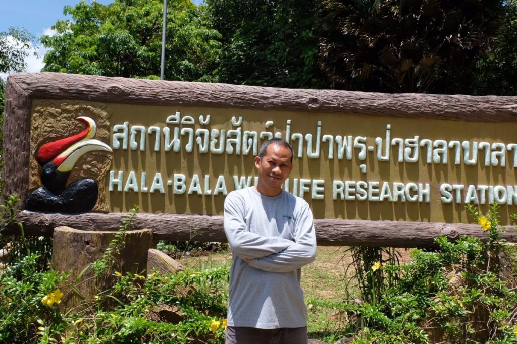 ฮาลา, บาลา, นกเงือก, โพรงรัง, รังนกเงือก, ธรรมชาติเมืองไทย