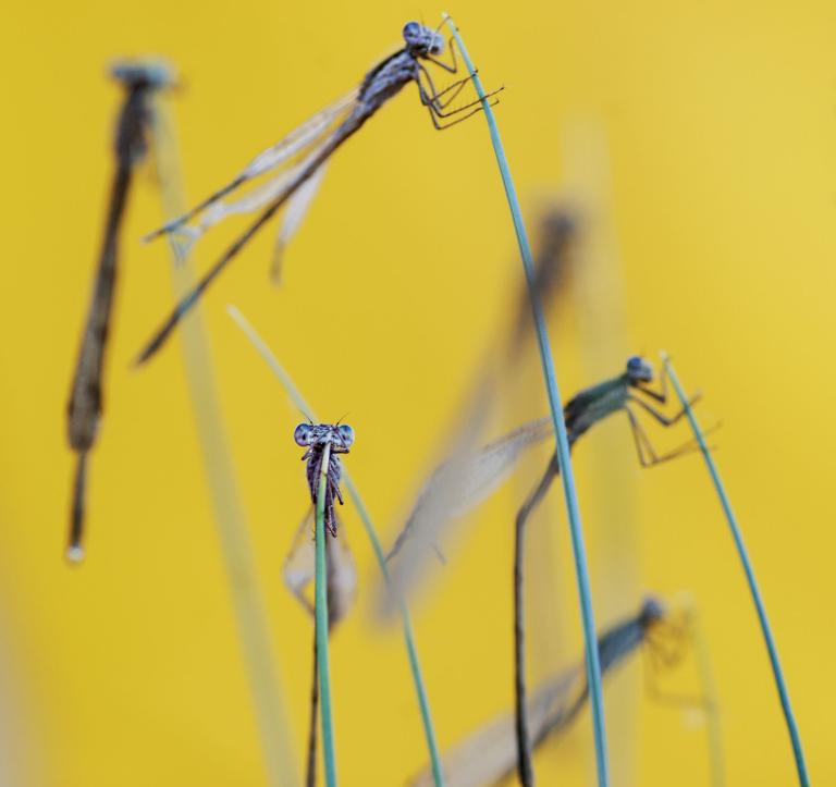 แมลงปอเข็ม