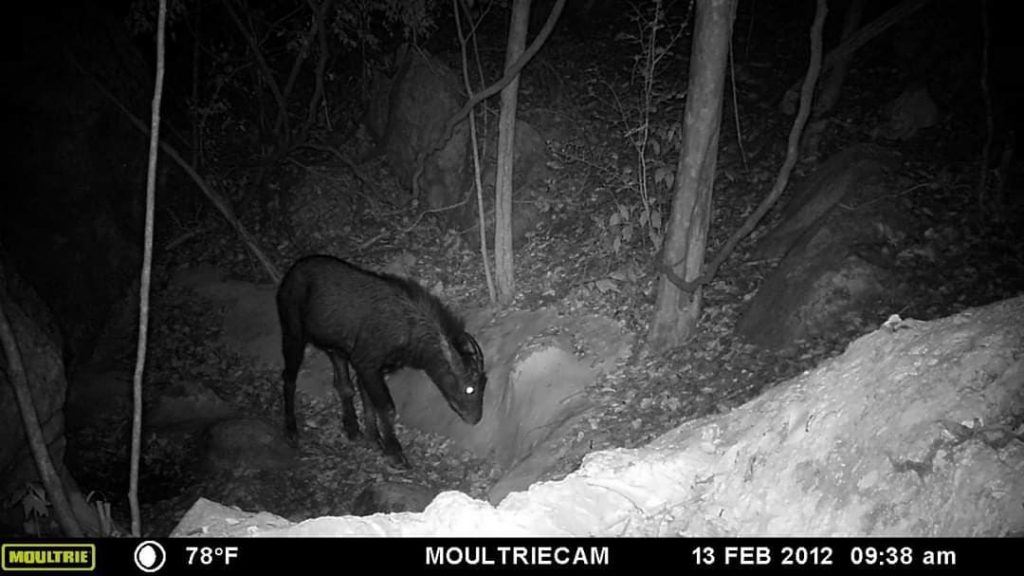 เลียงผา, อนุรักษ์, สัตว์ป่า, เขาสมโภชน์