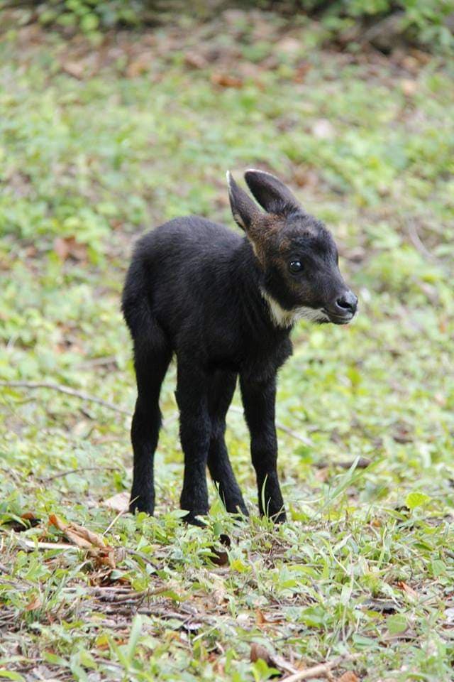 เลียงผา, อนุรักษ์, สัตว์ป่า, เขาสมโภชน์