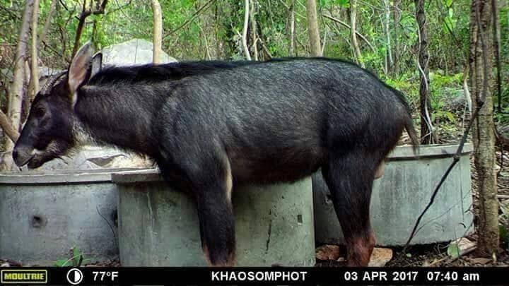 เลียงผา, อนุรักษ์, สัตว์ป่า, เขาสมโภชน์