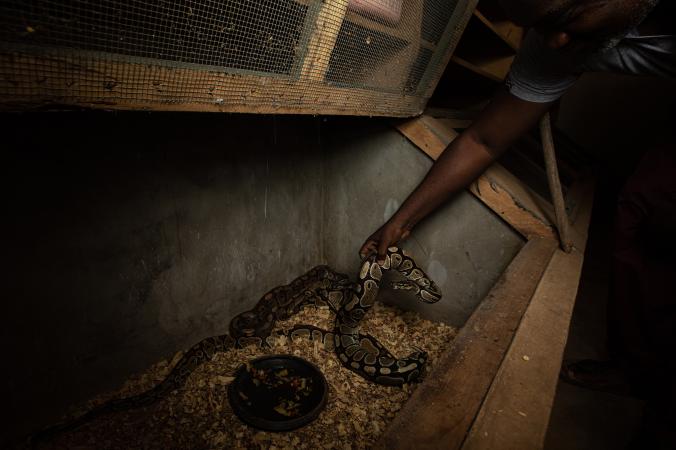 งูหลามบอล, การค้าสัตว์ป่า, การอนุรักษ์, สัตว์เลื้อยคลาน, สัคว์ป่า