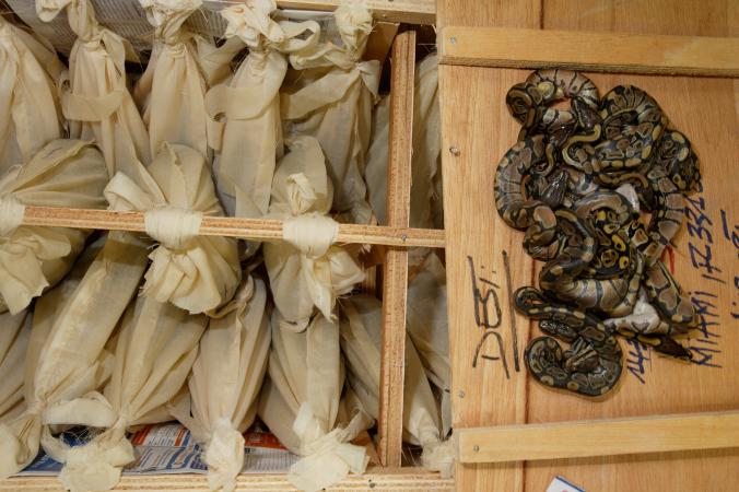 งูหลามบอล, การค้าสัตว์ป่า, การอนุรักษ์, สัตว์เลื้อยคลาน, สัคว์ป่า