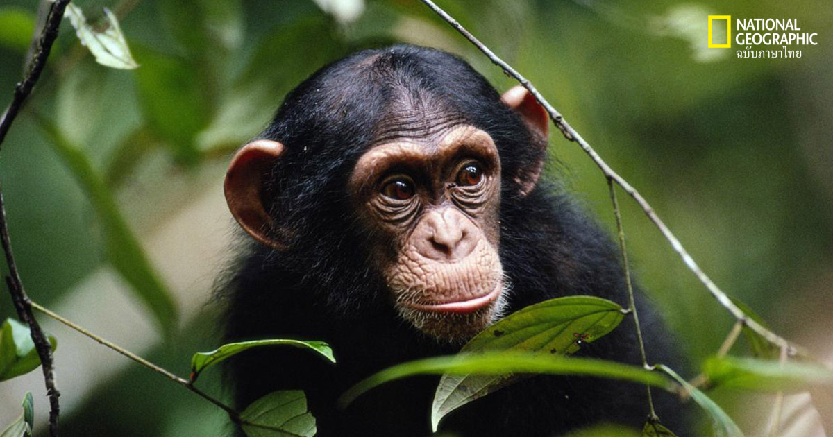 การรักษาระยะห่างทางสังคม, ชิมแปนซี, พฤติกรรมสัตว์