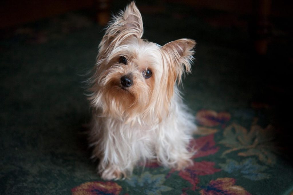 สุนัข, หมาน่านัก, ยอร์กเชียร์เทอร์เรีย, หมาติดโควิด-19, หมาติดเชื้อโควิด-19 ได้ไหม, สัตว์เลี้ยง, การดูแลสัตว์เลี้ยง