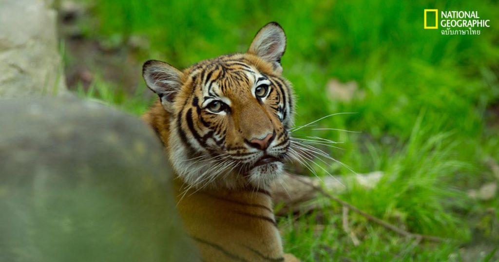 เสือโคร่ง, เสือติดโควิด, โควิด-19, นาเดีย, บรองซ์