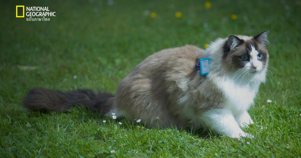 แมวบ้าน, แมว, การเลี้ยงแมวระบบปิด, ทาสแมว