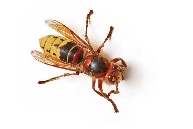 แตน, แตนยักษ์เอเชีย, แตนยุโรป