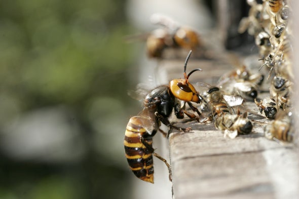 แตนยักษ์เอเชีย, แตนเบียน, สัตว์ต่างถิ่น