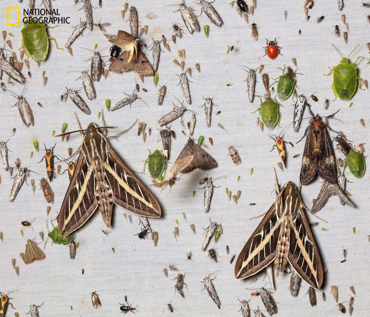 แมลง, กับดักจับแมลง, แมลงหายไปไหน, ความสำคัญของแมลง, แมลงผสมเกสร