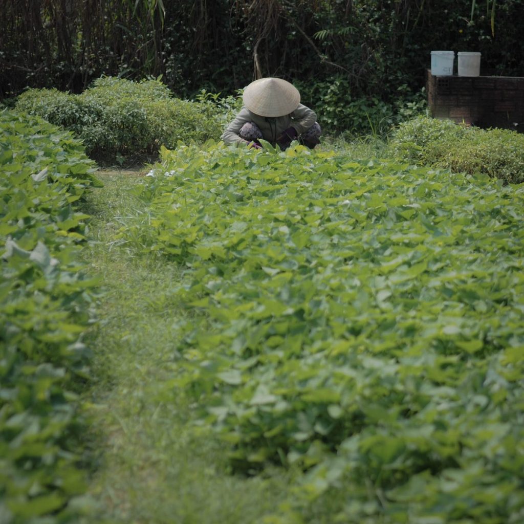 เวียดนาม, ท่องเที่ยว, เที่ยวเวียดนาม, เที่ยวฮอยอัน, ดานัง