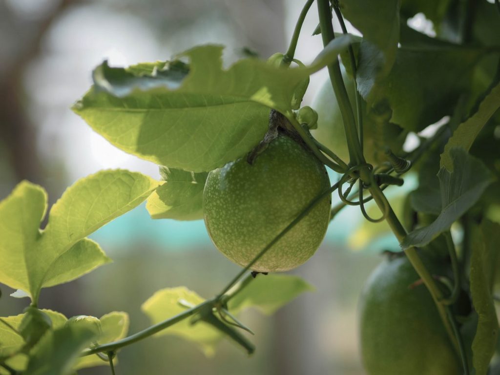 เวียดนาม, ท่องเที่ยว, เที่ยวเวียดนาม, เที่ยวฮอยอัน, ดานัง