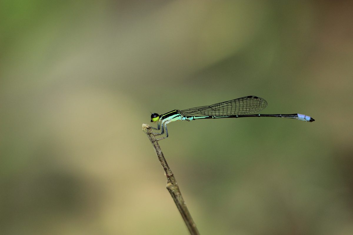 แมลงปอเสือ, แมลงปอ, แมลงในไทย, ชนิดพันธุ์ใหม่