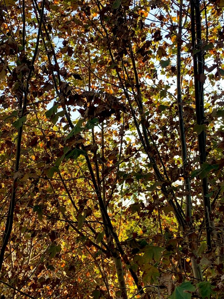 บันทึกการเดินทาง