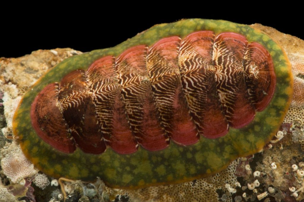 มอลลัสกา, หอย, หมึก, อาณาจักรสัตว์