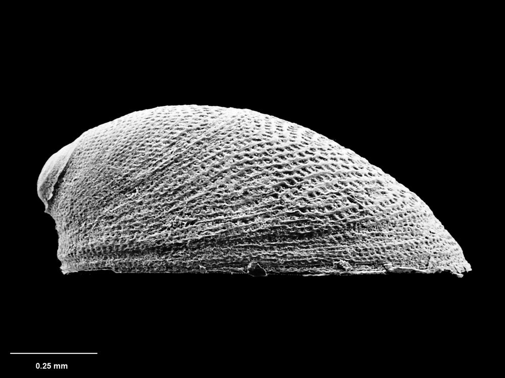 หอย, หมึก, อาณาจักรสัตว์
