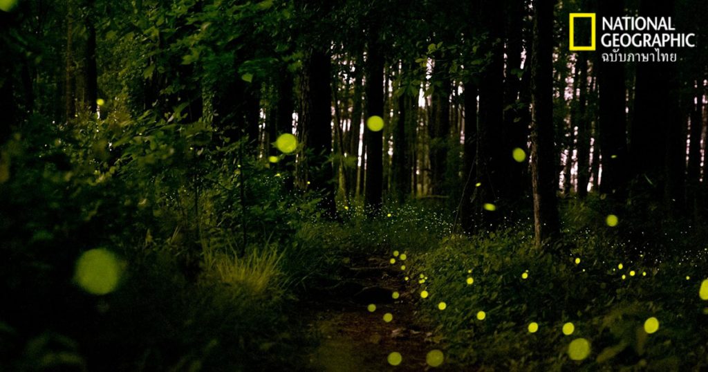 หิ่งห้อย, แมลง, อุทยานแห่งชาติ,