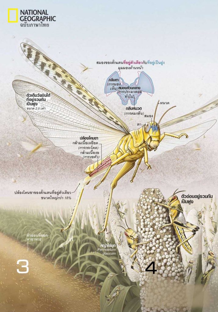 ตั๊กแตน, การระบาดของแมลง, ตั๊กแตนไผ่, ตั๊กแตนระบาด