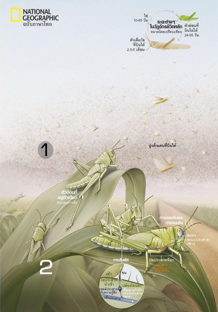 ตั๊กแตน, การระบาดของแมลง, ตั๊กแตนไผ่, ตั๊กแตนระบาด