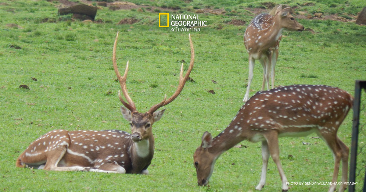 ประชากร ในระบบนิเวศ (Population) หมายถึงอะไร