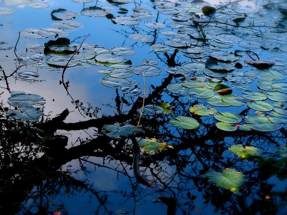 พื้นที่ชุ่มน้ำ, wetland, ธรรมชาติ, ความหลากหลายทางชีวภาพ