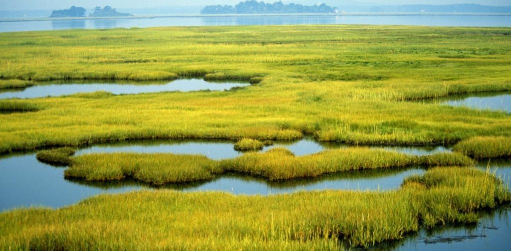 พื้นที่ชุ่มน้ำ, wetland, ธรรมชาติ, ความหลากหลายทางชีวภาพ