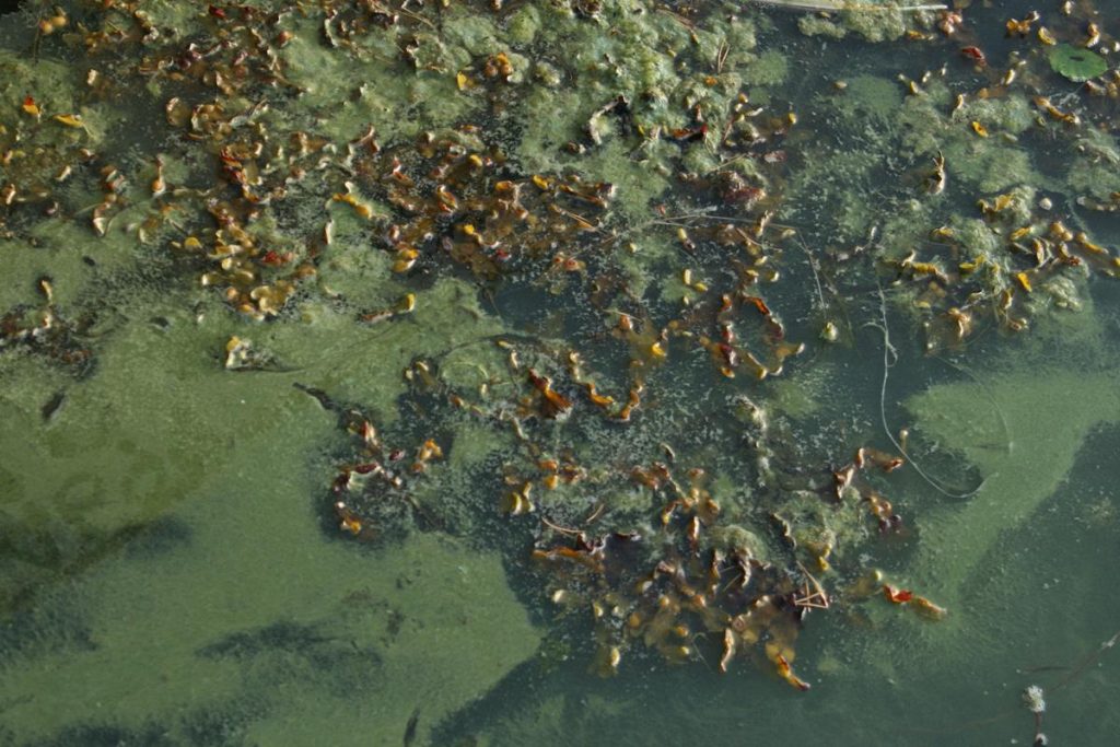 ปรากฏการณ์ยูโทรฟิเคชัน, สาหร่ายสะพรั่ง, มลพิษทางน้ำ, สารหร่ายบลูม