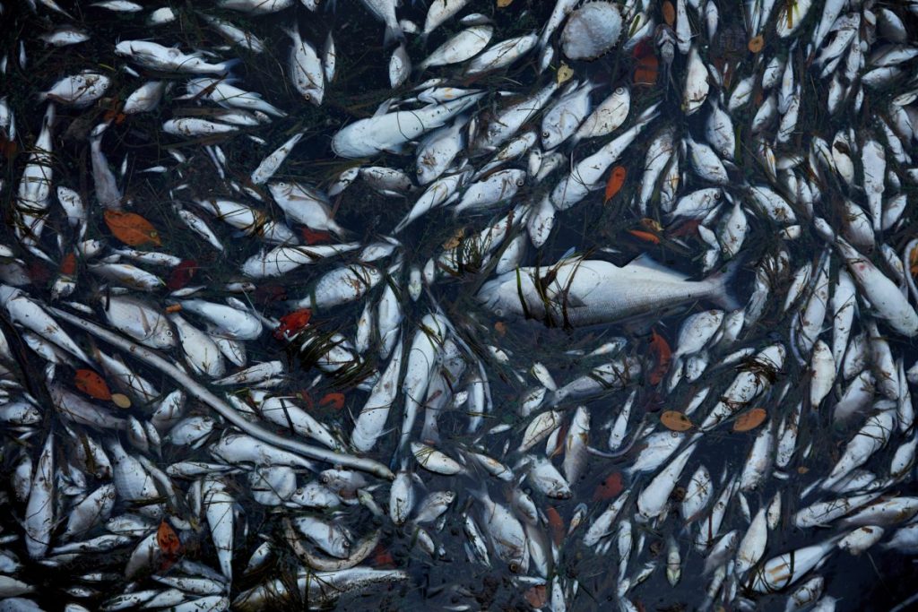 สาหร่ายสะพรั่ง, มลพิษทางน้ำ, สารหร่ายบลูม