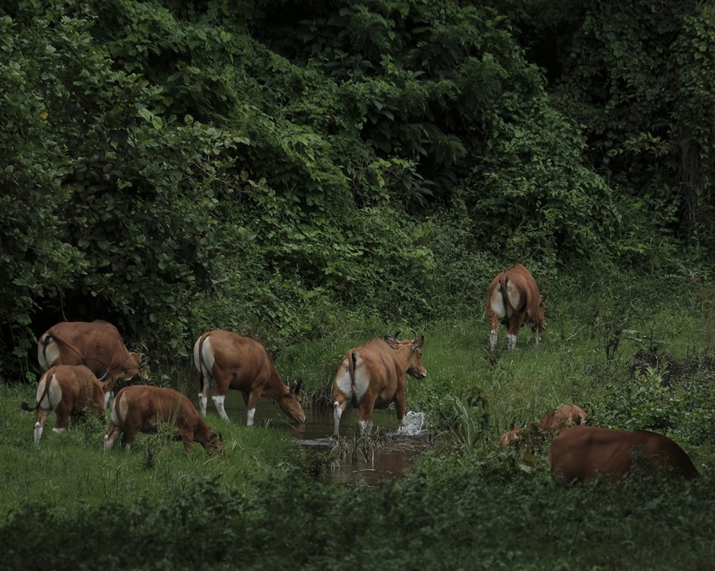 สืบ นาคเสถียร, มูลนิธิสืบนาคเสถียร, ผืนป่าตะวันตก, ห้วยขาแข้ง, ทุ่งใหญ่นเรศวร
