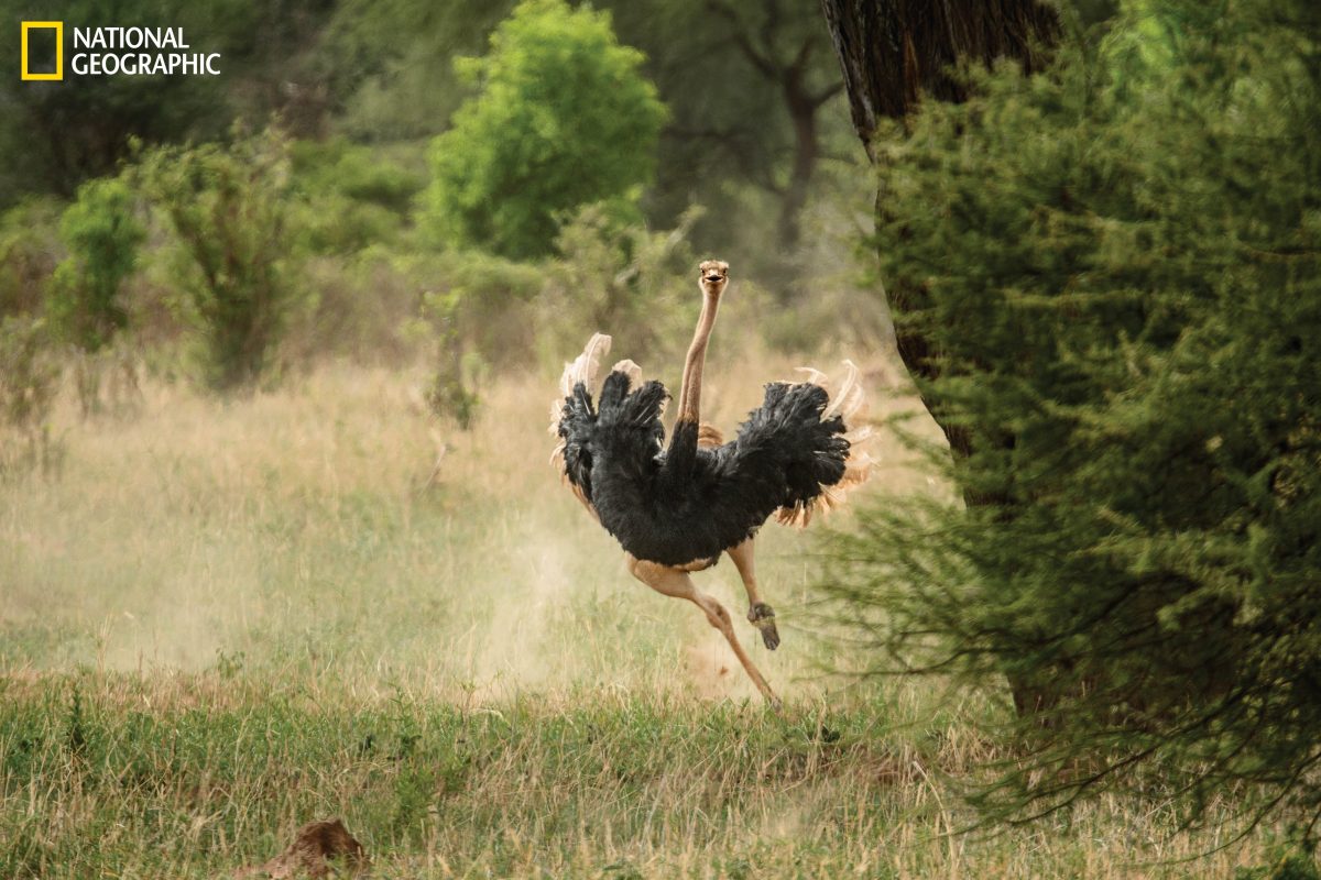 นกกระจอกเทศ, นก, นกบินไม่ได้, นกกระจอกเทศไม่ได้โง่, นกกระจอกเทศเอาหัวมุดทราย, ชีวิตนกกระจอกเทศ