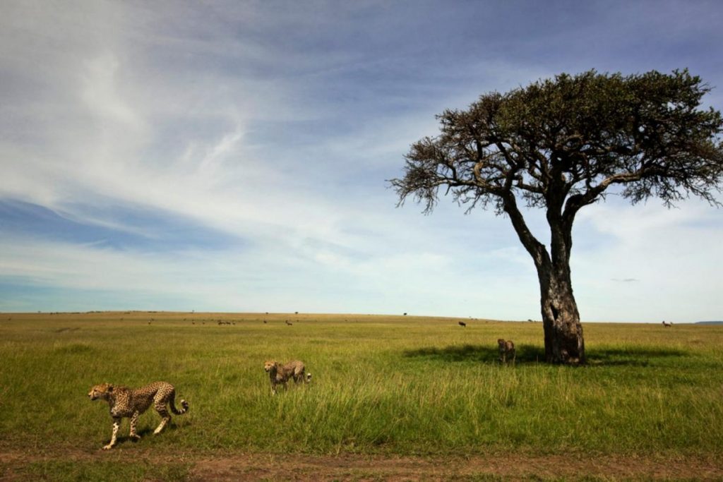 ธรณีสัณฐาน, กายภาพของแผ่นดิน, ลักษณะของแผ่นดิน, ที่ราบสูง, ที่ราบลุ่ม, เทือกเขา, ภูเขา