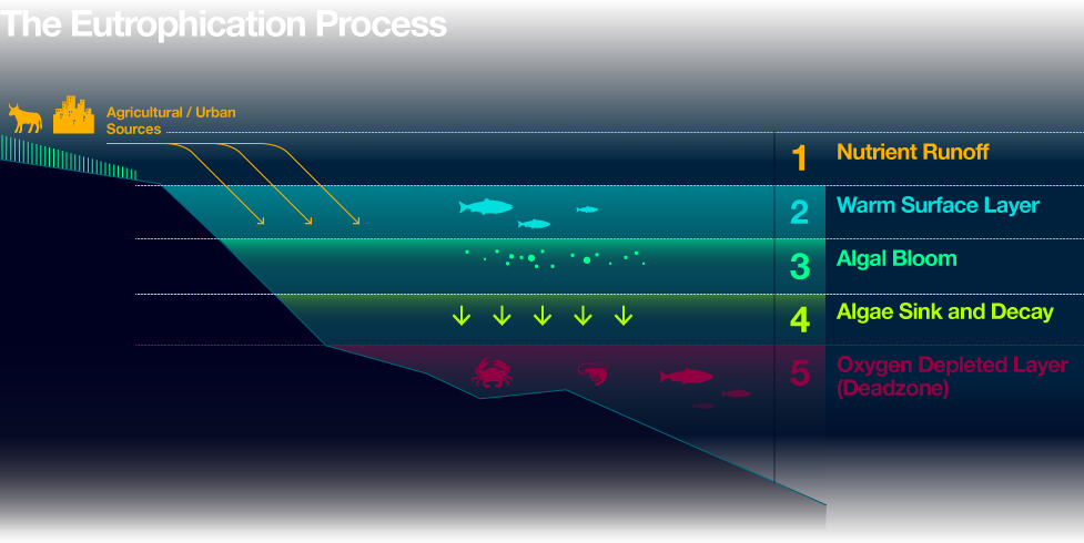 ปรากฏการณ์ยูโทรฟิเคชัน, สาหร่ายสะพรั่ง, มลพิษทางน้ำ, สารหร่ายบลูม