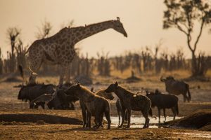 ความสัมพันธ์ของสิ่งมีชีวิต, ระบบนิเวศ, สิ่งมีชีวิต, ปฏิสัมพันธ์ของสิ่งมีชีวิต