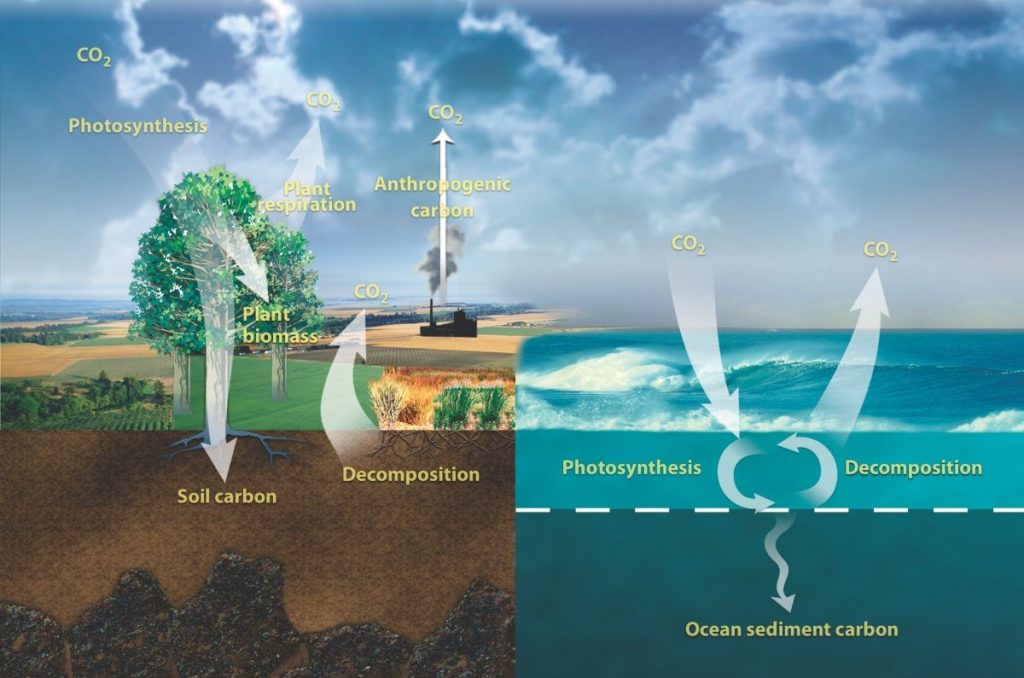 คาร์บอน, การหมุนเวียนคาร์บอน, การกำจัดคาร์บอน วัฏจักรคาร์บอน