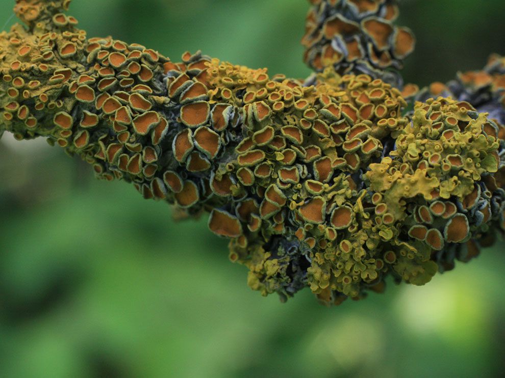 ความสัมพันธ์ของสิ่งมีชีวิต, ระบบนิเวศ, สิ่งมีชีวิต, ปฏิสัมพันธ์ของสิ่งมีชีวิต